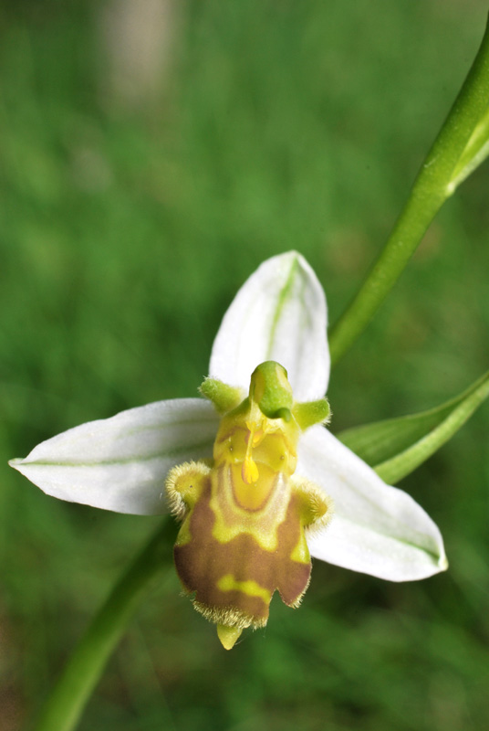 Ophrys apifera: alcune variet del Veneto